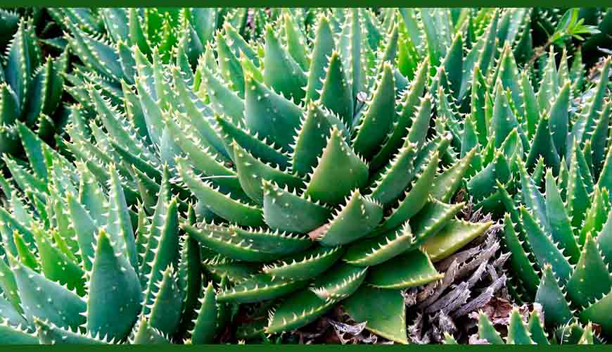 aloe brevifolia 